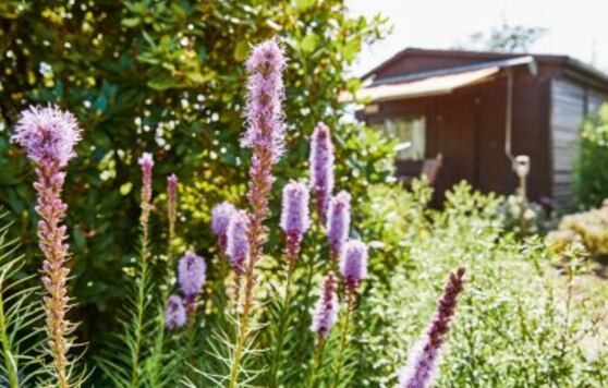 Úprava trvalek: Jak probudit zahradu s aku nářadím