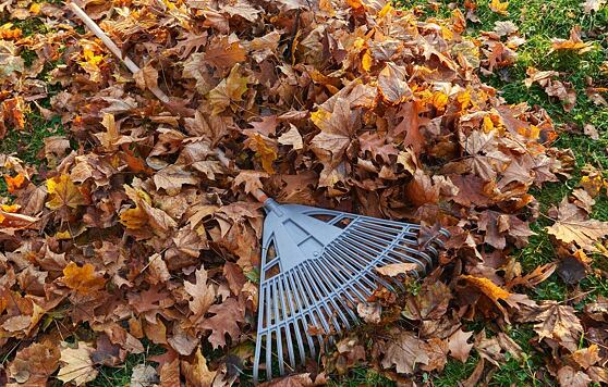 Jak przygotować ogród do zimy