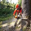 Lesník v ochranném oděvu a přilbě motorovou pilou řeže silný strom v lese, odlétají třísky dřeva.